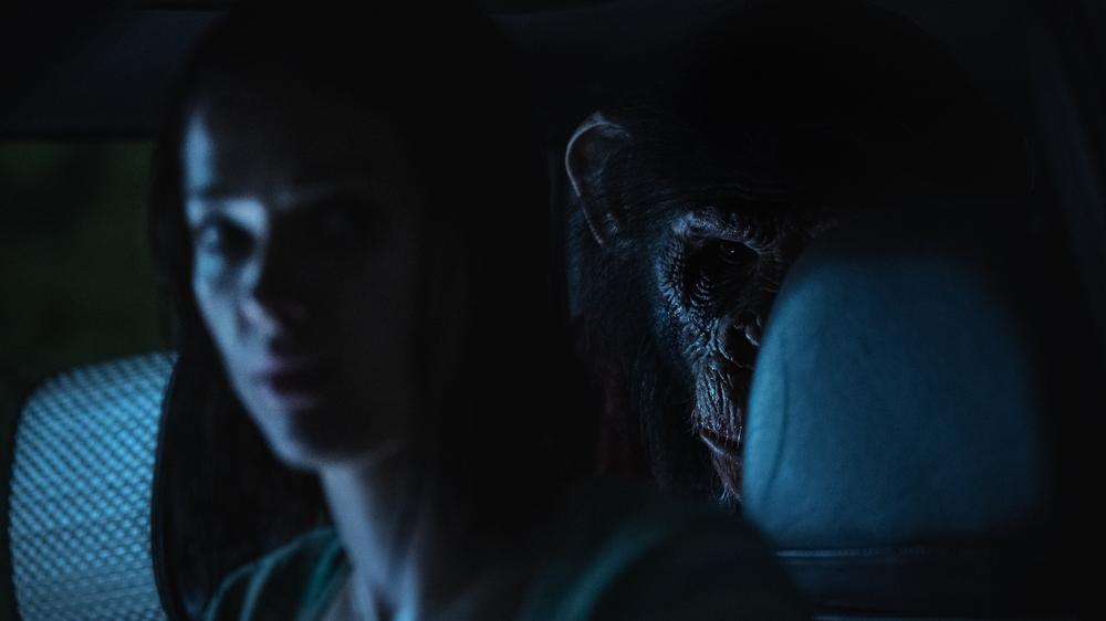 Vraždící šimpanz míří do kin: Primát láká na premiéru