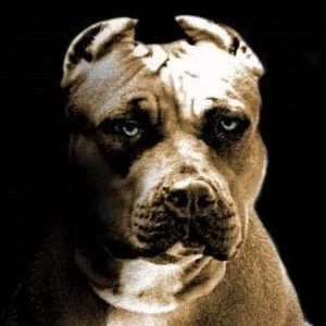 Pit Bull